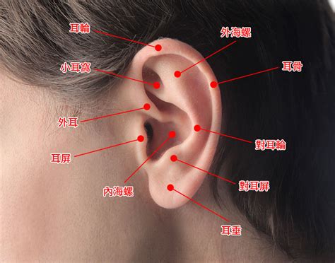 肚風水 耳垂厚適合打耳洞嗎